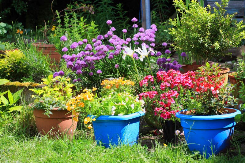 Vari fiori nel giardino immagine stock. Immagine di ...