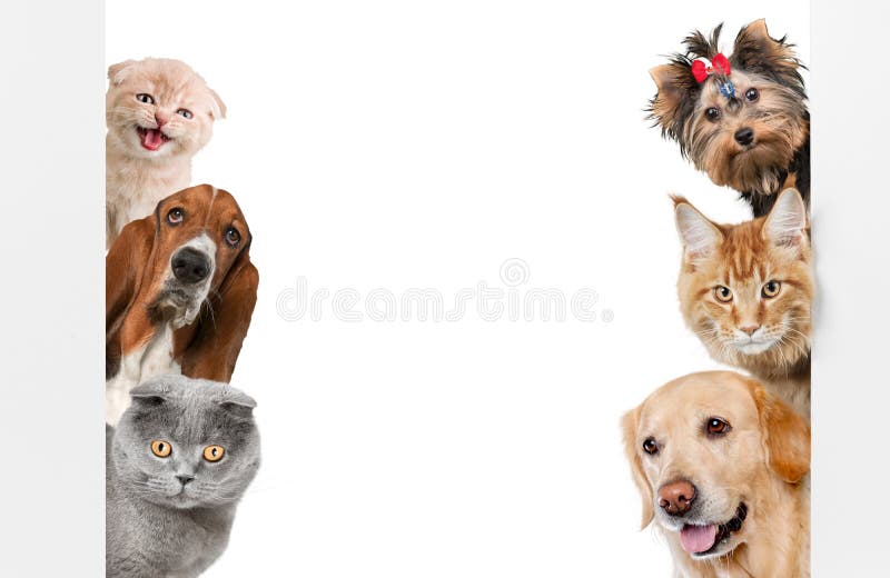 Vari gatti e cani come struttura isolata su bianco Vari gatti e cani come struttura isolata su bianco