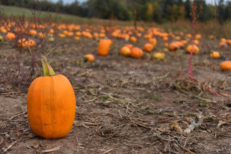 Varias calabazas anaranjadas en un parche de calabaza en la granja esperando ser recogidas imágenes de archivo libres de regalías Varias calabazas anaranjadas en un parche de calabaza en la granja esperando ser recogidas imágenes de archivo libres de regalías