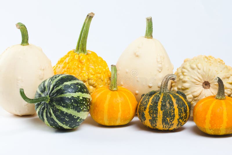 Varias clases de calabazas foto de archivo. Imagen de cosecha 59470828