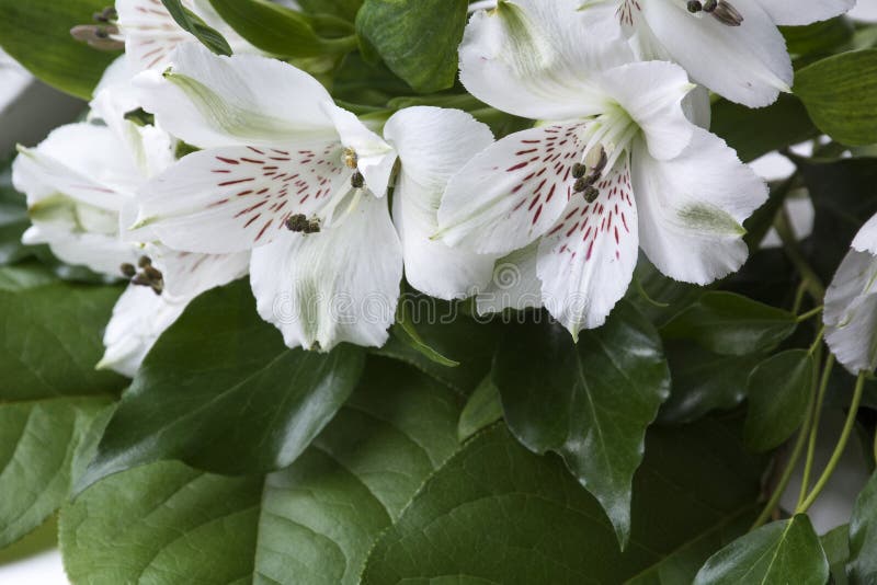 Varias Flores Blancas Grandes Con Las Hojas Verdes Imagen de archivo -  Imagen de estambre, blanco: 93099137