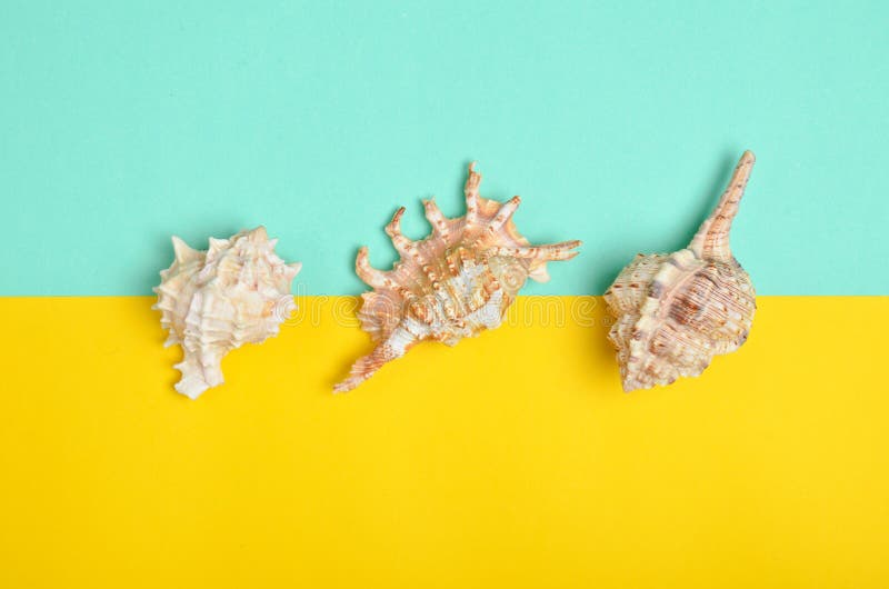 Variaties van shells op een blauwe pastelkleur gele achtergrond Hoogste mening Het concept van het de zomerstrand stock foto's Variaties van shells op een blauwe pastelkleur gele achtergrond Hoogste mening Het concept van het de zomerstrand stock foto's