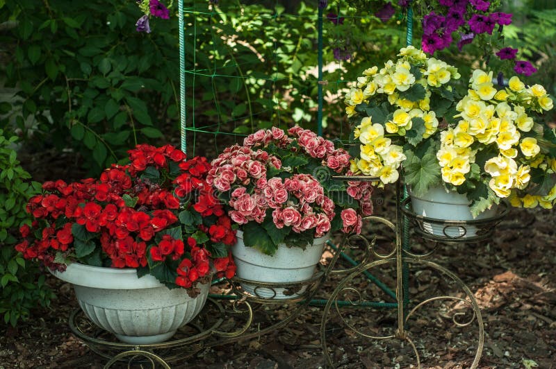 Variation av färgrika vårblommor i krukor arkivfoto Variation av färgrika vårblommor i krukor arkivfoto
