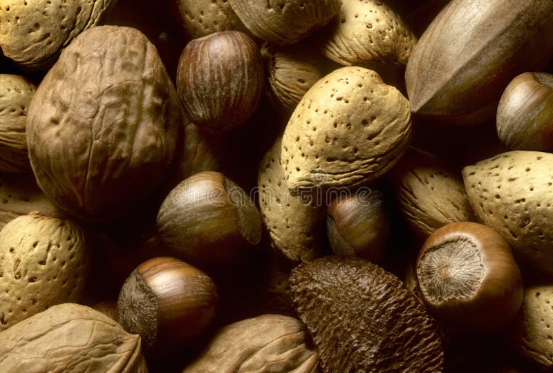 variation för nuts tree royaltyfri fotografi variation för nuts tree royaltyfri fotografi