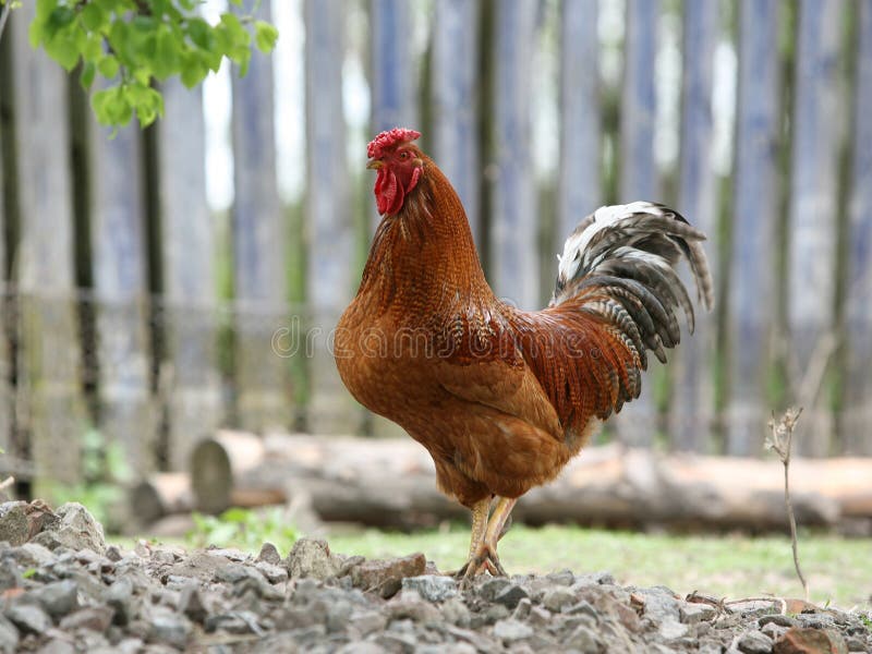 Varicoloured searching for food open country royalty free stock images