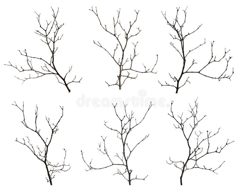 Varie ramificazioni di alberi nudi su fondo bianco