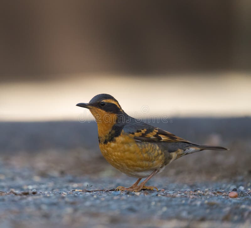 Varied Thrush Feeding on the Ground Stock Photo - Image of boldly