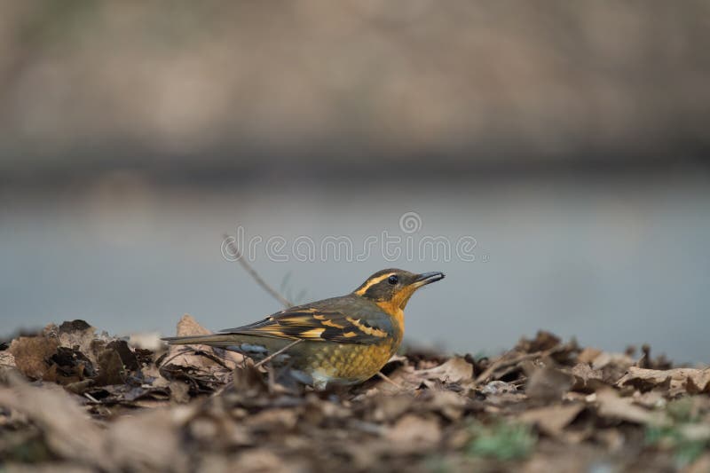 Varied Thrush Resting in Forest Stock Photo - Image of markings