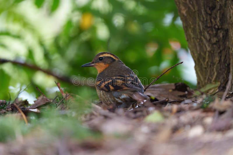 Varied Thrush Resting in Forest Stock Image - Image of forests, broader