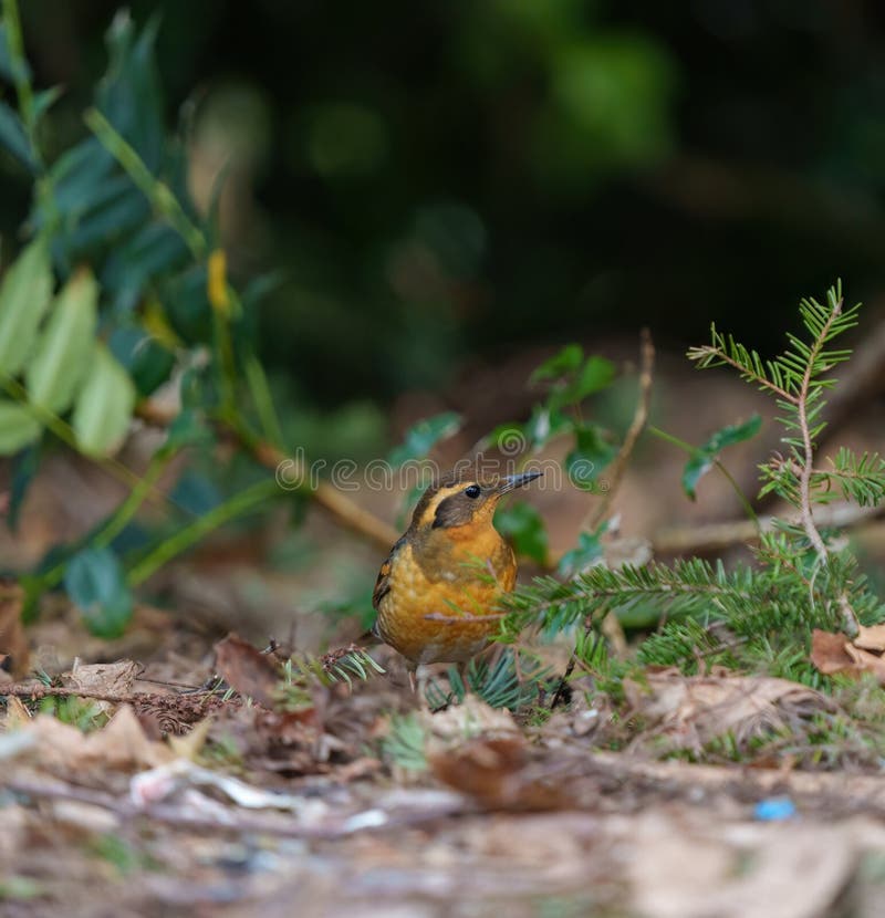 Varied Thrush Resting in Forest Stock Photo - Image of duller, eyebrow