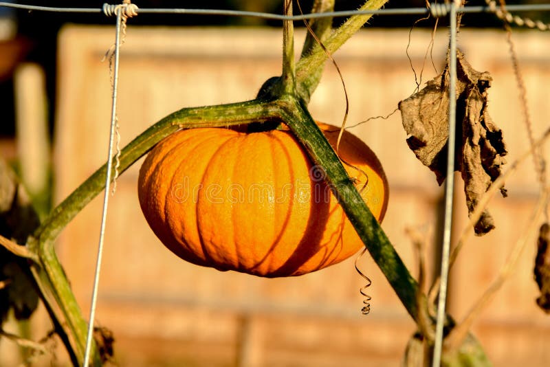 meteorito Interprete A pie Calabazas Colgantes Fotos de stock - Fotos libres de regalías de Dreamstime