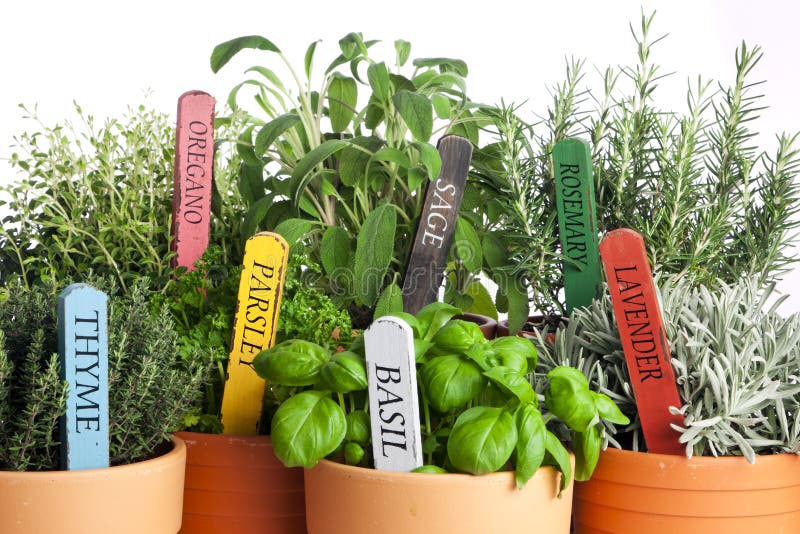 Variedad de hierbas potted del jardín, primer fotografía de archivo libre de regalías Variedad de hierbas potted del jardín, primer fotografía de archivo libre de regalías