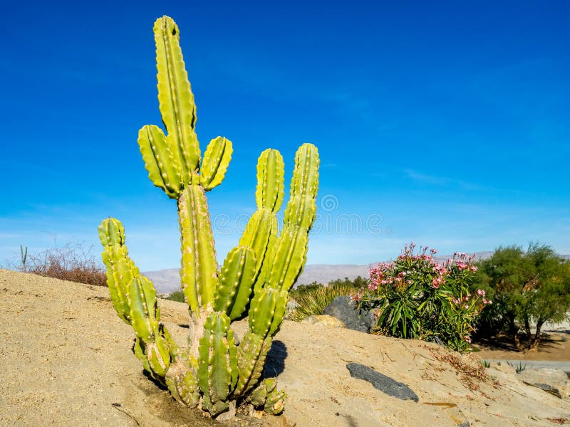 Variedade do cacto, Palm Desert imagens de stock royalty free Variedade do cacto, Palm Desert imagens de stock royalty free