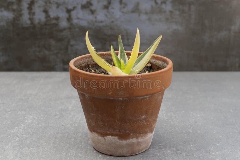 Variegated aloe vera plant closeup royaltyfri foto
