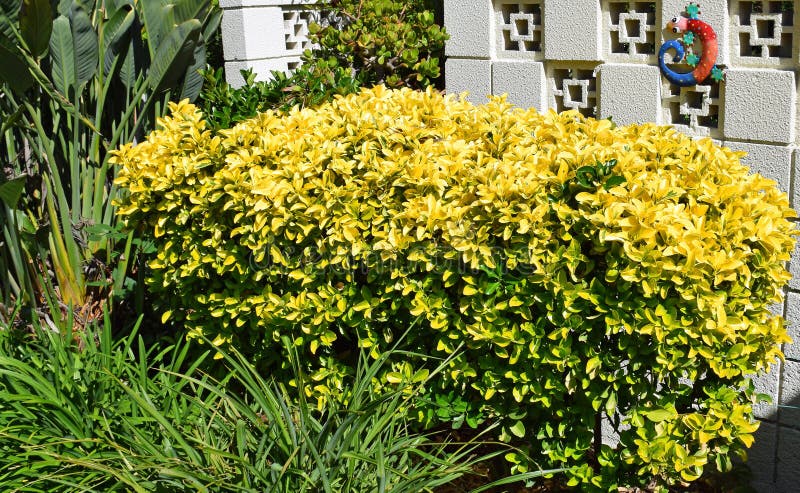 231 Variegated Shrubs Photos Free Royalty Free Stock Photos From Dreamstime