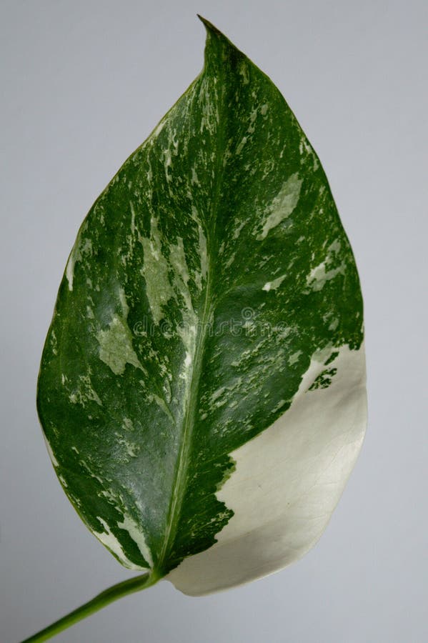 Variegated Monstera deliciosa var. Borsigiana variegata. Exotic house plant on white background close-up. Variegated Monstera deliciosa var. Borsigiana variegata. Exotic house plant on white background close-up