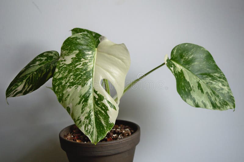 Variegated Monstera deliciosa var. Borsigiana variegata. Exotic house plant on white background close-up. Variegated Monstera deliciosa var. Borsigiana variegata. Exotic house plant on white background close-up