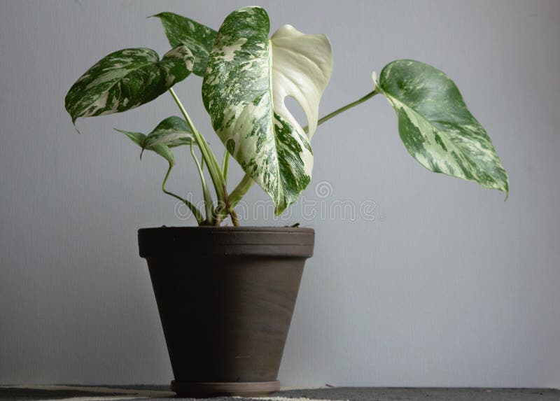 Variegated Monstera deliciosa var. Borsigiana variegata. Exotic house plant on white background close-up. Variegated Monstera deliciosa var. Borsigiana variegata. Exotic house plant on white background close-up