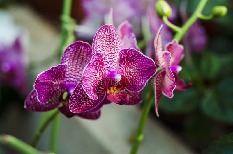 Variegated orchid