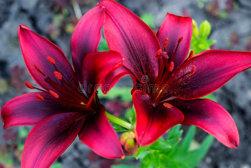 Varietal bright crimson lily