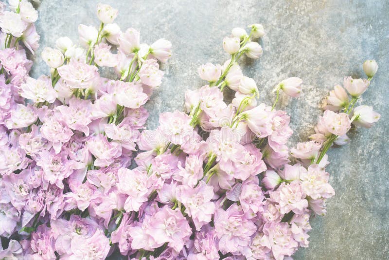 Varietal lilac delphinium.