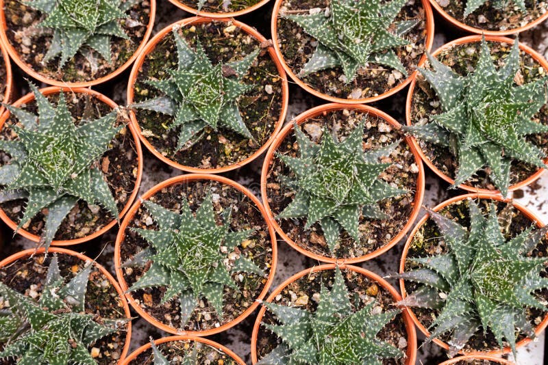 Varieties of Cactus Plant in the Pot. Close Up View Stock Photo Image of blossom, background