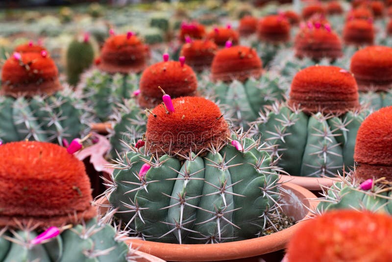 Varieties of Cactus Plant in the Pot. Close Up View Stock Image Image of natural, background