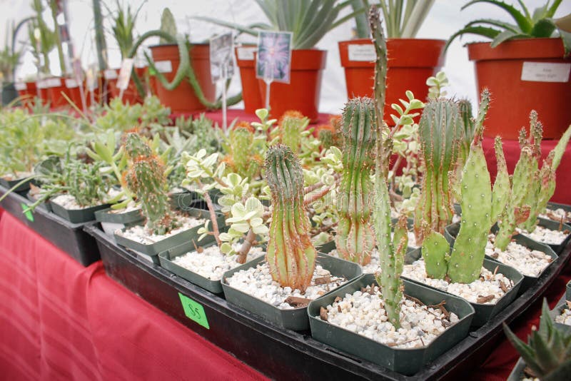 Varieties of Small Cactus, in Vendor Tent, Editorial Image Image of