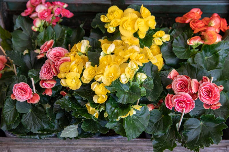 Variety of Bright Begonia Flowering Plants from the Family Begoniaceae at  the Garden Shop in Spring Time Stock Photo - Image of botany, blossom:  175040710