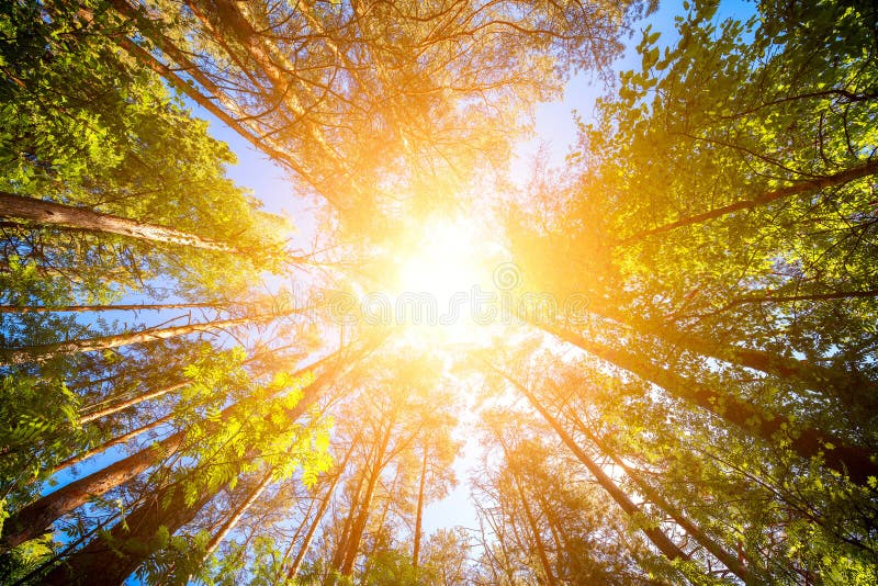 Variety crowns of the trees in the spring forest against the blue sky with the sun. Bottom view of the trees. royalty free stock photo Variety crowns of the trees in the spring forest against the blue sky with the sun. Bottom view of the trees. royalty free stock photo