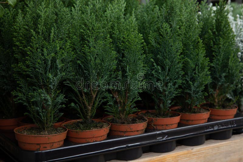 Variety of evergreen plants-Chamaecyparis lawsoniana Ellwoodii cypress trees in pots on the shelve at greek garden shop.