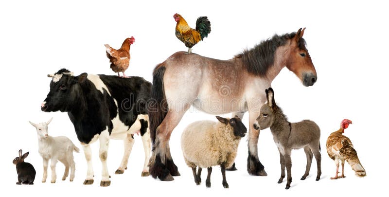 Varietà di animali da allevamento di fronte a sfondo bianco.