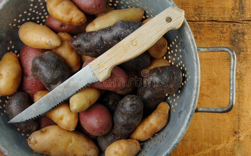 Variety of Fingerling Potatoes in Colander