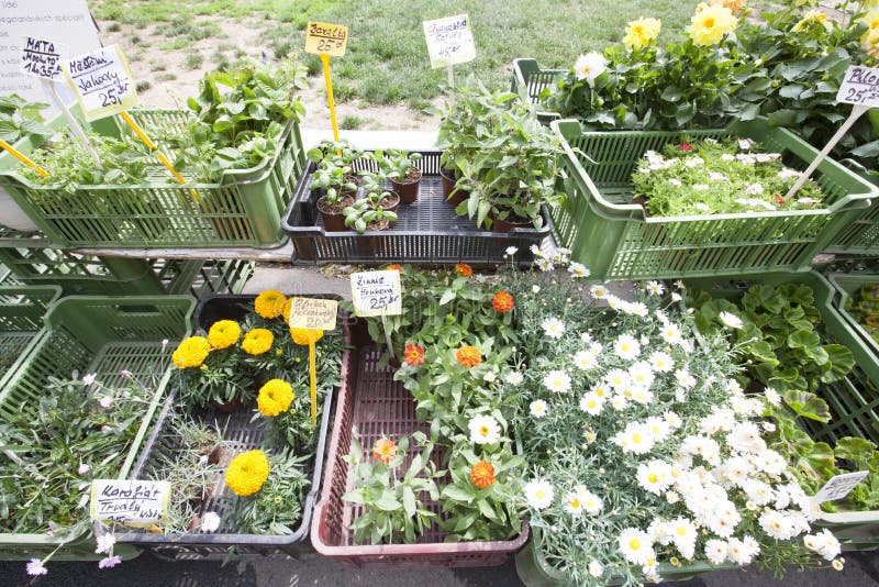 Variety of Flower Plants for Sale Stock Image Image of prague