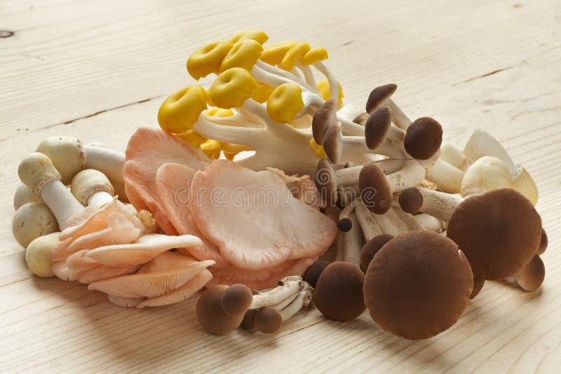 Variety of fresh edible mushrooms