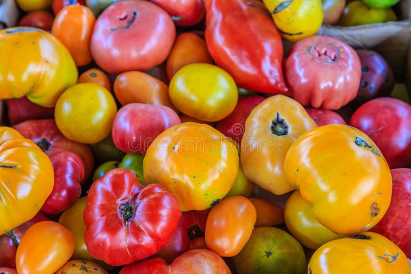 misshapen tomatoes misshapen tomatoes