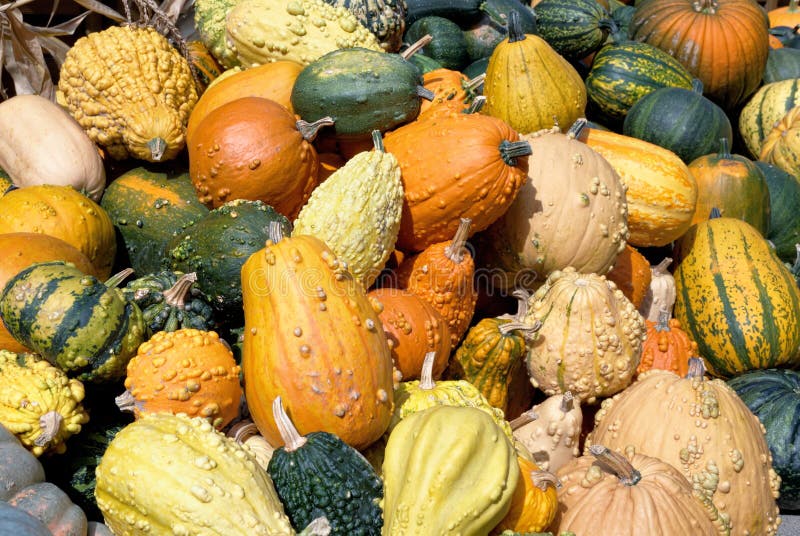 Variety of ornamental pumpkins