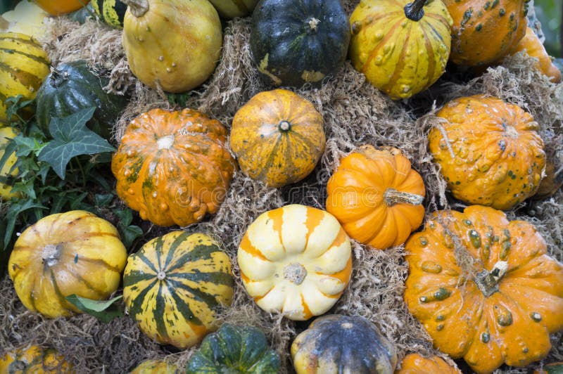 Assorted Ornamental Pumpkin Squash Stock Photo Image of market, white