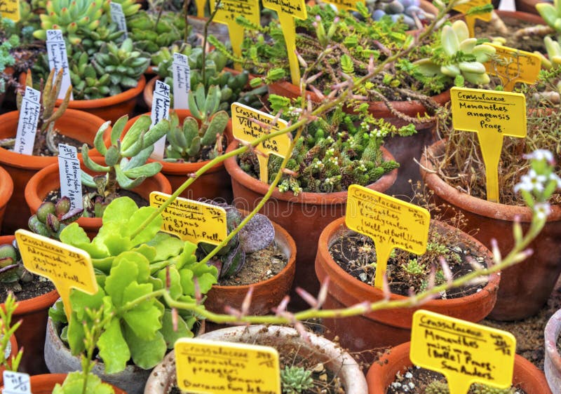Variety of Plants in Pots and Labels with Their Names Stock Image
