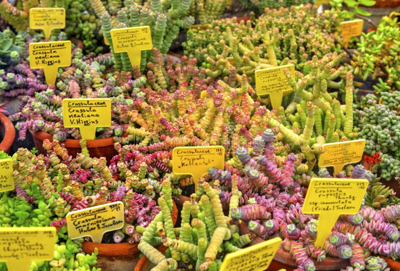 Variety of Plants in Pots and Labels with Their Names Stock Photo