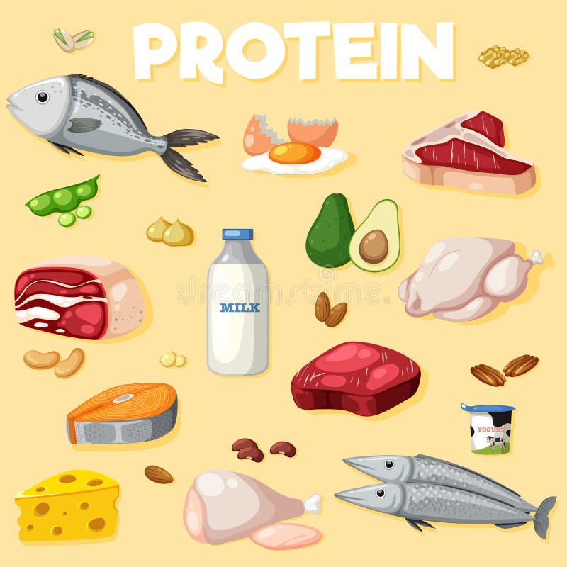 Variety of protein foods stock vector. Illustration of animal - 268803884