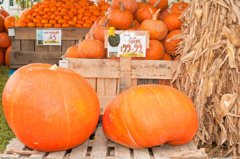 Variety of pumpkins and dried corn stokes stock photos Variety of pumpkins and dried corn stokes stock photos