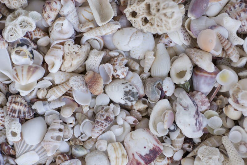 Download A Variety Of Seashells. Mollusk Colorful Shells. Seashell Texture. Stock Photo - Image of ...