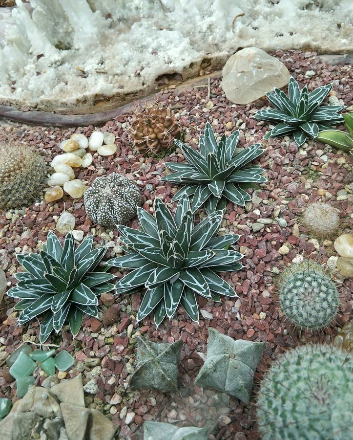 Junio 2018 imagen de varios tipos de suculentas sobre el jardín de acuerdo a bahía en.