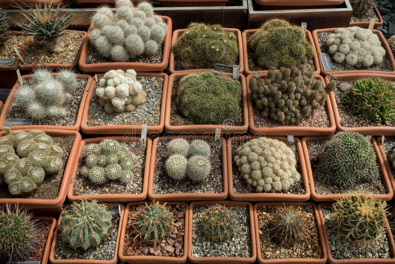Varietà di cactus verdi e di succulenti delle merci che crescono in vasi immagini stock libere da diritti Varietà di cactus verdi e di succulenti delle merci che crescono in vasi immagini stock libere da diritti