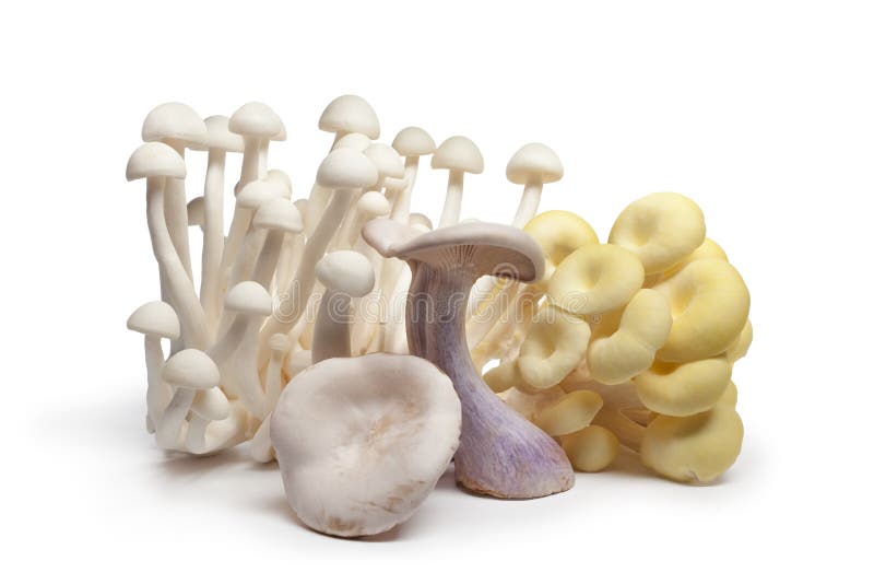 Varietà di funghi commestibili