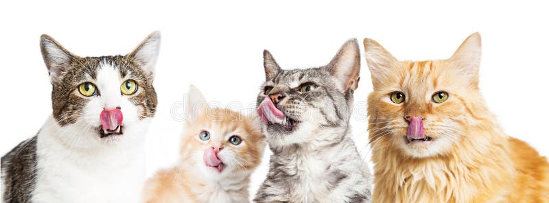 Varietà di gatti affamati che leccano le labbra