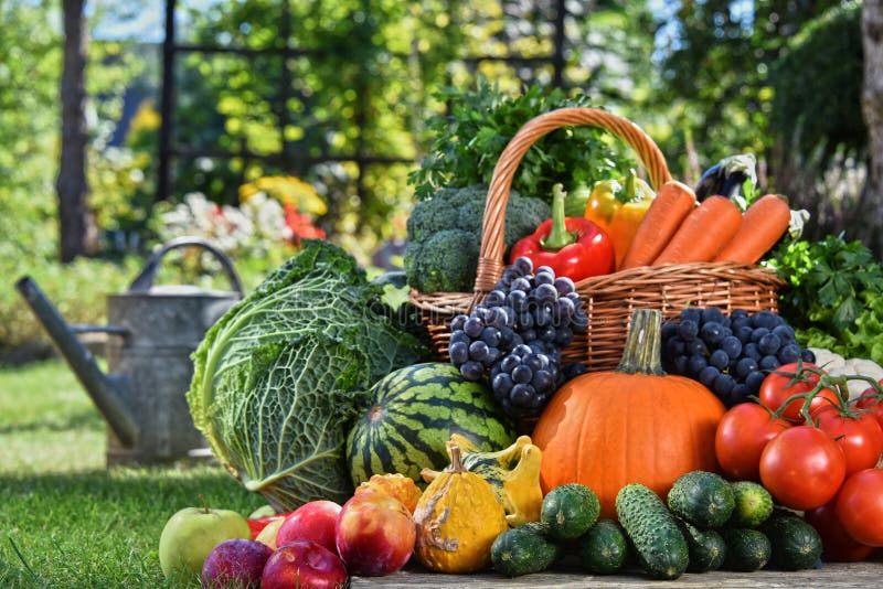 Varietà di verdure organiche fresche e di frutta nel giardino immagini stock libere da diritti Varietà di verdure organiche fresche e di frutta nel giardino immagini stock libere da diritti