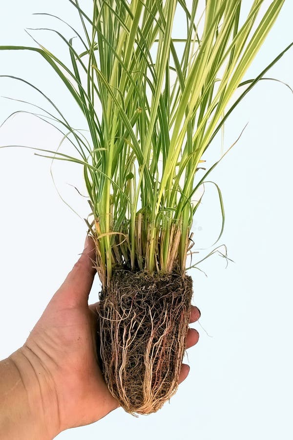 Varigated Miscancanthus grass