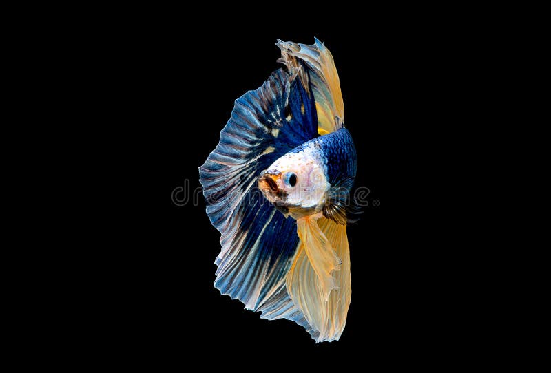 Variopinto con colore principale del pesce blu di betta, il pesce combattente siamese ? stato isolato su fondo nero Peschi inoltr fotografia stock Variopinto con colore principale del pesce blu di betta, il pesce combattente siamese ? stato isolato su fondo nero Peschi inoltr fotografia stock